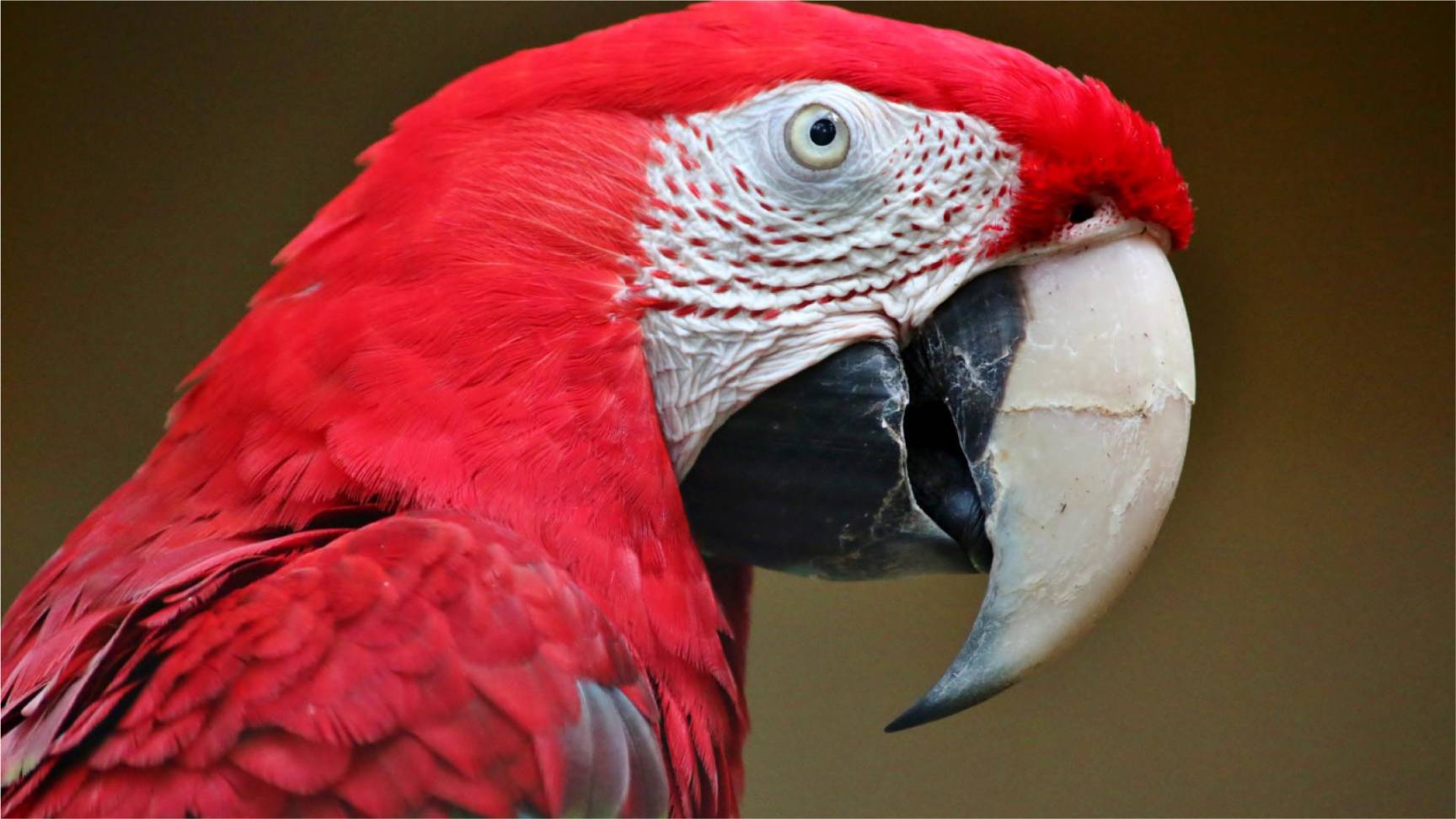 Lesson 25 - Parrot